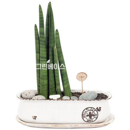 스투키(테이블용)