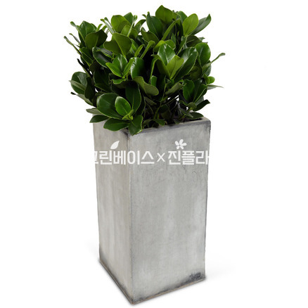 크루시아