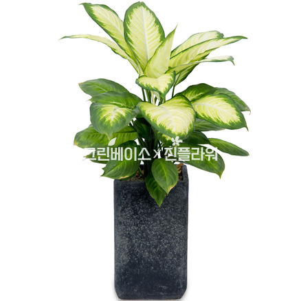 마리안느(명품)