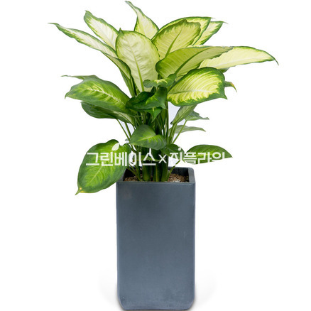 마리안느 시멘트분