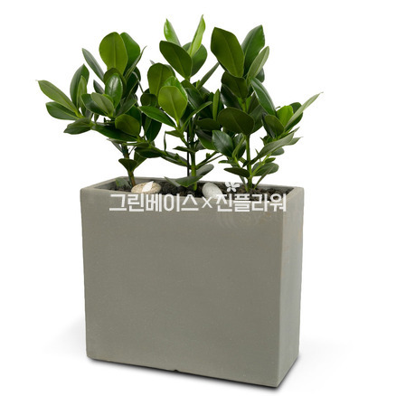 크루시아3 사각시멘트