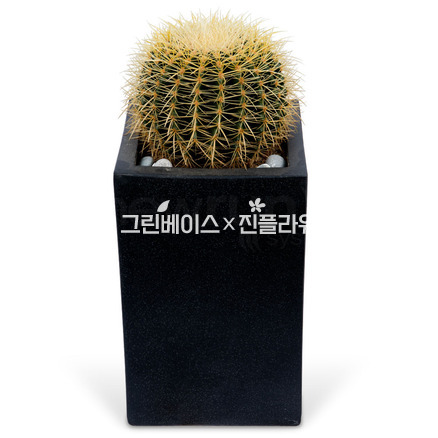 선인장 s310