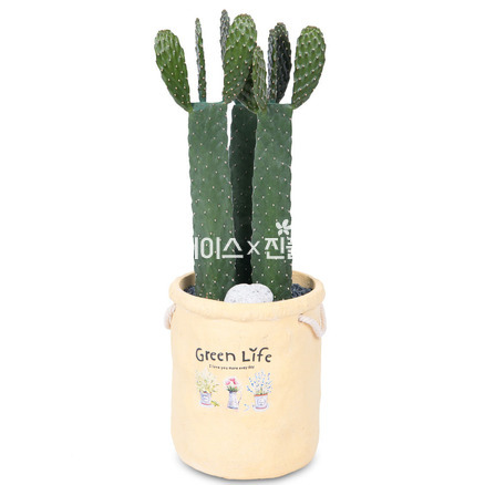 용신목 선인장