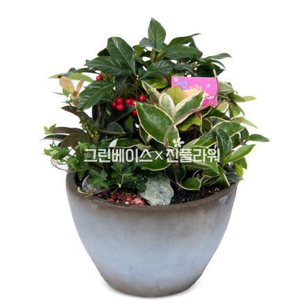 모듬화분 m920