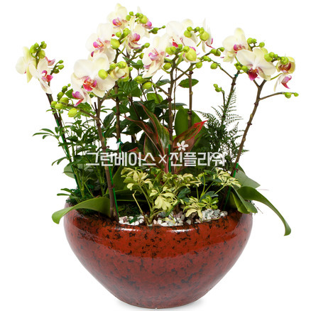 혼합미니호접란
