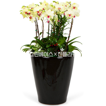 호접란 특대