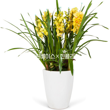 심비디움A