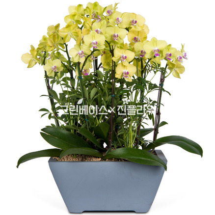 호접란 f9120