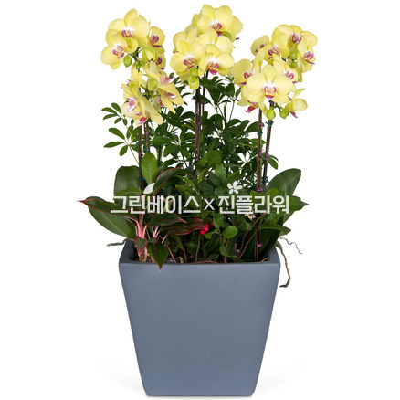 노랑(시멘트)호접