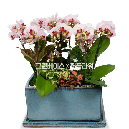 마음을 담은 서양란