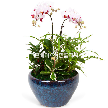 서양란20