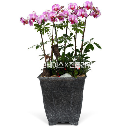 호접란f6033