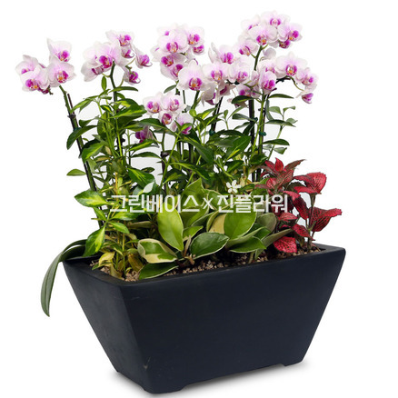 핑크호접 사각분