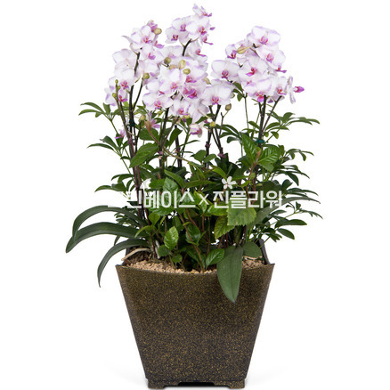 n호접란A