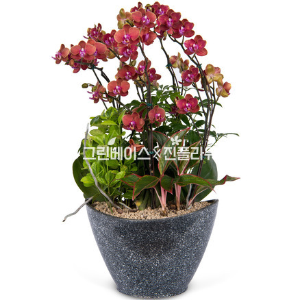 호접란 f8805