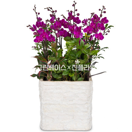 만천홍 f3006