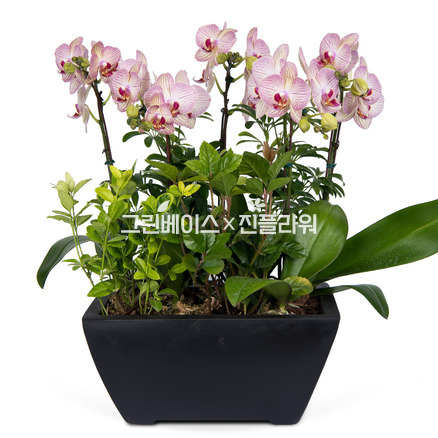 호접란 f5500