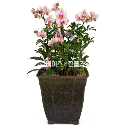 호접란 f5501
