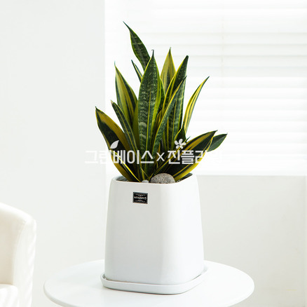 산세베리아 60k
