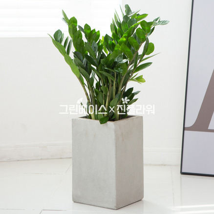금전수 C